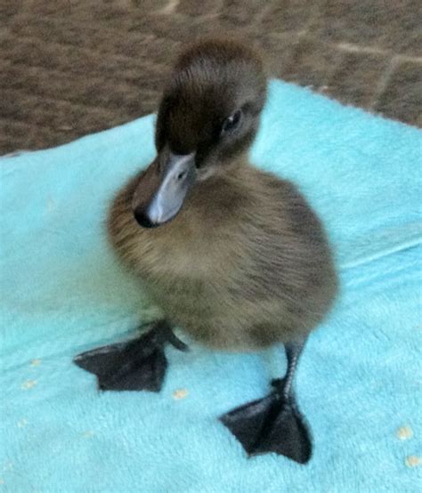 cayuga ducklings... SOMEDAY!!! | Backyard ducks, Cayuga, Animals