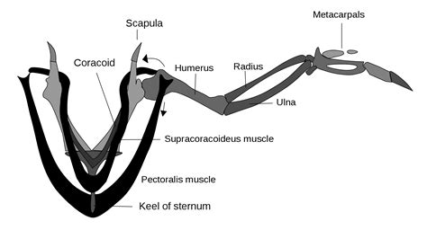 muscle orientation wings - Google Search Chicken Anatomy, Article ...