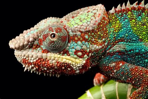 Panther Chameleon Care Guide, Facts, Price & Where To Buy - Everything Reptiles