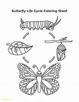 Very Hungry Caterpillar Butterfly Coloring Page Pages sketch template