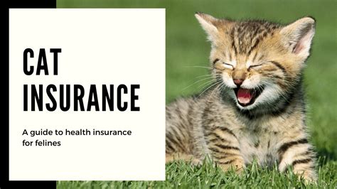 Best Cat Health Insurance — Emotional Support Animal Letter | ESA Letter for Housing | Paws and ...