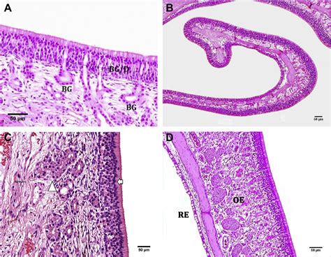 Figure 8 from A Review of the Comparative Anatomy, Histology, Physiology and Pathology of the ...