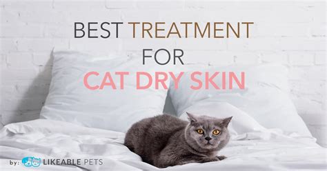 Cat Dry Skin Treatment: Product Reviews and Home Remedies