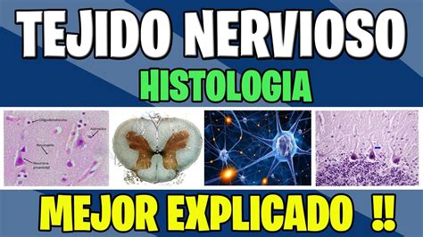 TEJIDO NERVIOSO COMPLETO | Histologia - YouTube