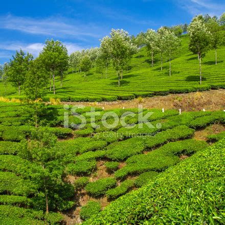 Beautiful Fresh Green Tea Plantation In Munnar, Kerala, India Stock ...