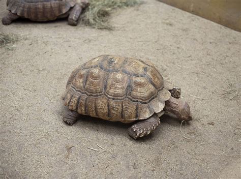 Free Stock Photo 6411 Tortoise feeding in captivity | freeimageslive