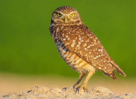 Cannundrums: Western Burrowing Owl