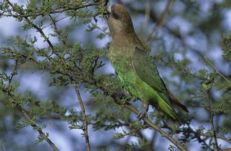 Brown Headed Parrot - Birds - South Africa