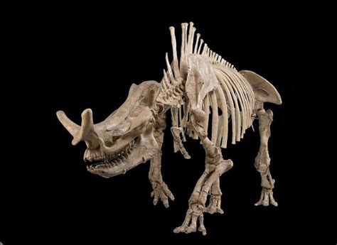 Megacerops | Ancient history facts, Prehistoric, Fossil