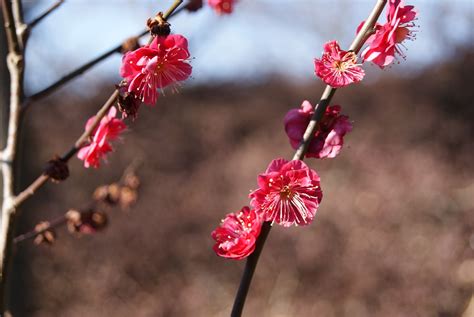 subjectiveday: Prunus mume and an introduction to fruit types