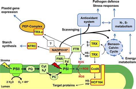 Redox chemistry of photosynthetic electron transport chain and... | Download Scientific Diagram