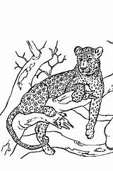 Panther Adult Coloring Page Pages sketch template