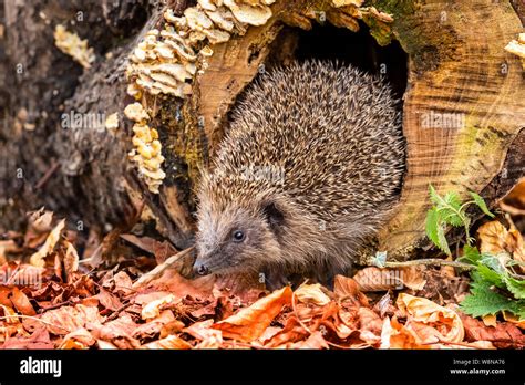 Erizo, (nombre científico: Erinaceus europaeus) SALVAJE, nativo, el ...