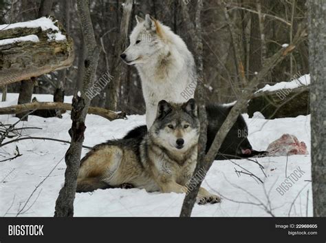 Timber Wolf Pack Image & Photo (Free Trial) | Bigstock