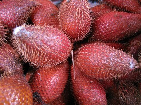 Salak Fruit products,Indonesia Salak Fruit supplier