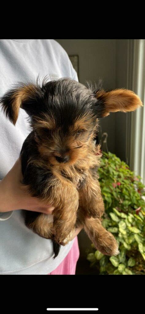 Adopt Yorkie Puppies - Adopt Dogs & Cats on PuppiesNation