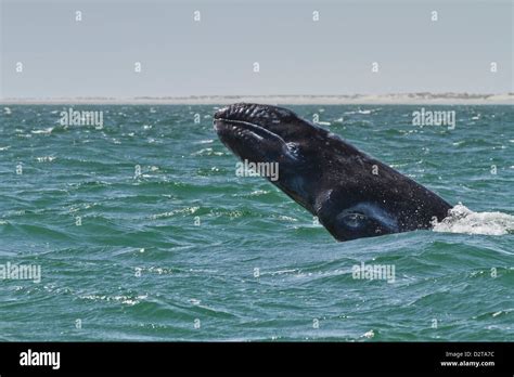 California gray whale (Eschrichtius robustus) calf breaching, San ...