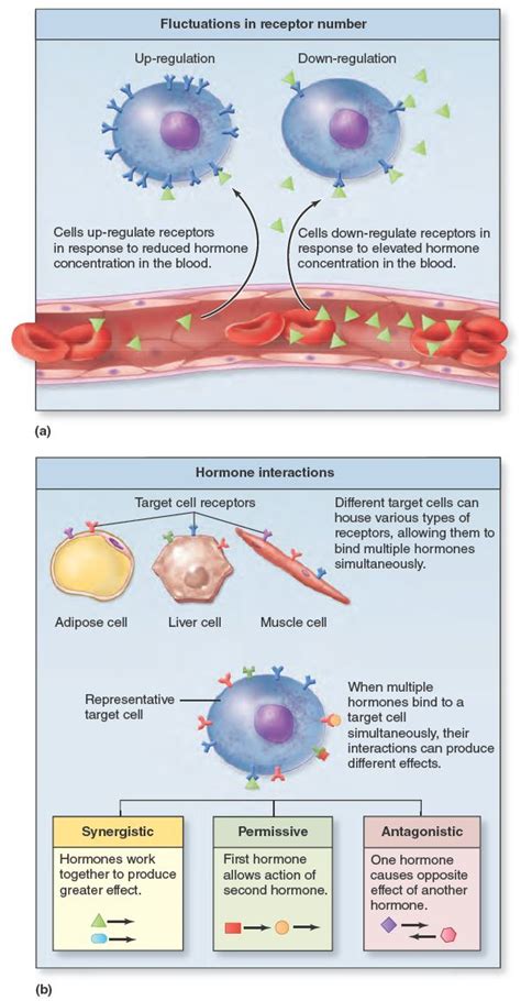 Cellular Response to Hormones. A cell's response to hormones is ...