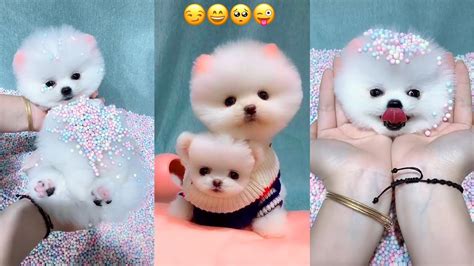 Tik Tok Chó Phốc Sóc Mini 😍 Funny and Cute Pomeranian #39 - YouTube