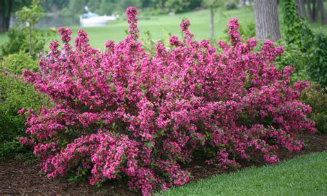 Planting Weigela | Plant Addicts