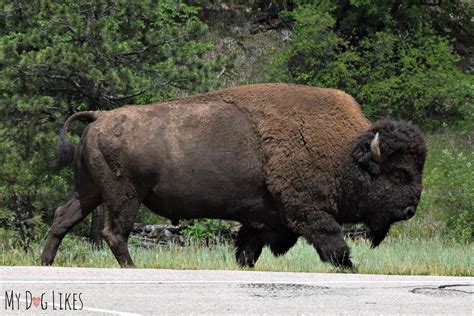 Visiting Custer State Park with Dogs - A Black Hills Gem!