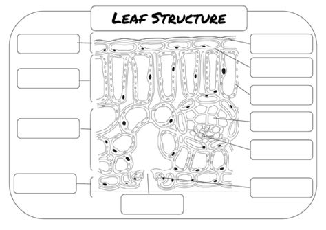 Structure of a Leaf worksheet plus answer sheet | Teaching Resources