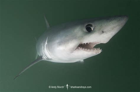 Porbeagle Shark - Lamna nasus