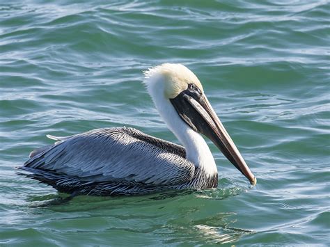 Brown Pelican « Audubon Everglades