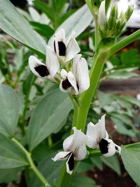 How to Grow and Harvest Fava Beans (Plus My Shelling Technique) – Garden Betty