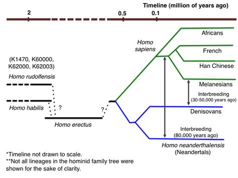 Timeline Homo Sapiens - Yahoo Image Search Results | I am HISTORY ...