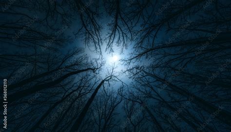 Beautiful night sky, the full Moon and the trees. Night mysterious ...