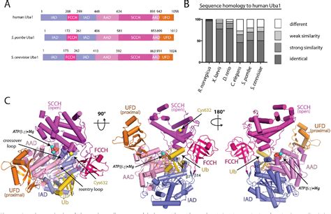 Figure 1 from Crystal structure of a human ubiquitin E1–ubiquitin ...