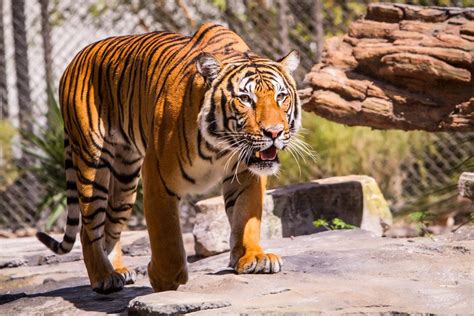 Tiger on the look out by RoyalimageryJax | Wild cats, Animals beautiful ...