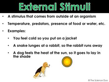 Internal and External Stimuli - PowerPoint and Notes by The Science Duo