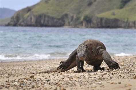 Indonesia eyes komodo dragon island closure to thwart smuggling ...