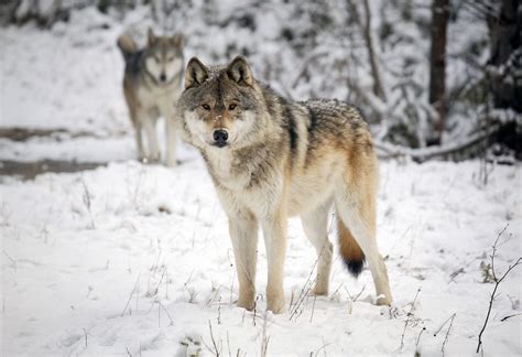 "Open Season" on America's Gray Wolves? | Brave New Wild | WildEarth ...