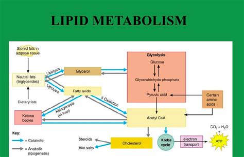 Synthesizing fats from other types of molecules is called lipogenesis ...