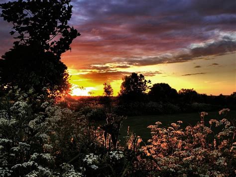 Wildflower sunset, nature, sunsets, HD wallpaper | Peakpx