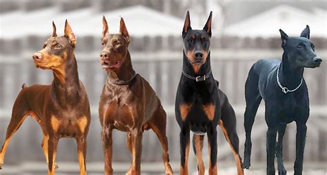 Breed Information and Types of Doberman Pinschers - PetHelpful