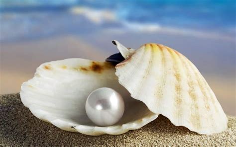 Pearls In Clams