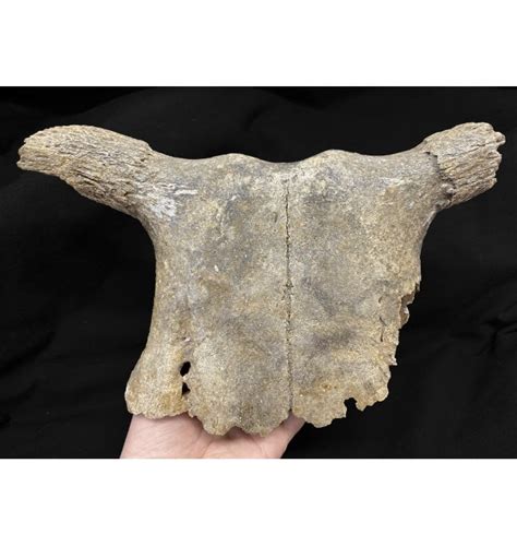 Fossils For Sale | Fossils-UK.com | Ice Age Fossil Cow Skull from the Pleistocene of Germany ...