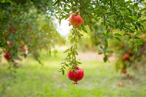 How to Grow Pomegranate From Cuttings? | How to Farming