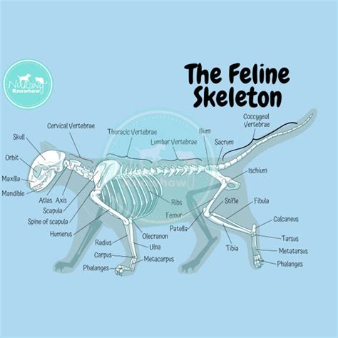 The Feline Skeletal Anatomy Poster Dyslexia Blue | Etsy