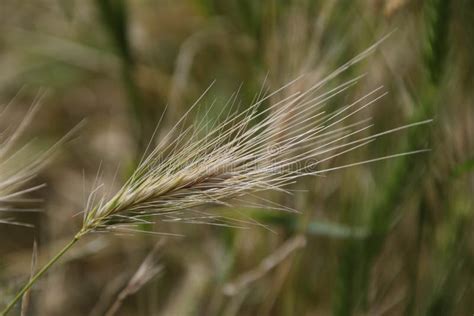 Green Fiber Crops in the Nature Stock Image - Image of grass, fiber ...