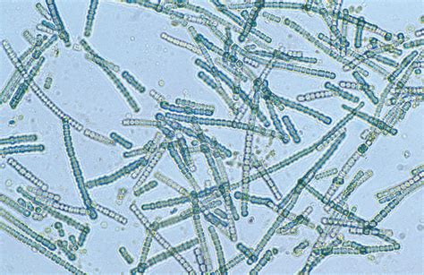 Cyanobacteria | Ancient life Wiki | Fandom