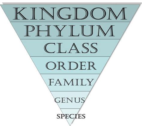 What Are The 7 Levels Of Classification For A Dog