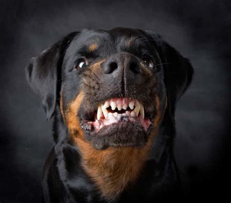 How To Keep A Rottweiler From Being Aggressive