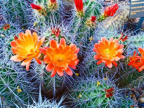 Phoenix & Greater Phoenix Area, USA | Desert flowers, Cactus flowers, Desert botanical garden