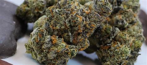 Indica Strains: A Guide to the Best and Strongest Options