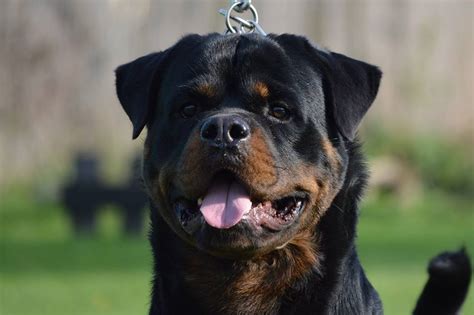 Rottweiler-Standard – Jelena Dogshows